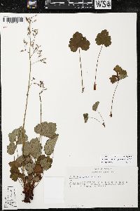 Heuchera mexicana image