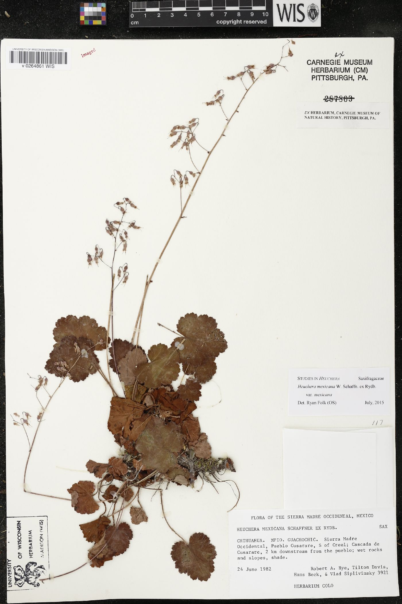 Heuchera mexicana image