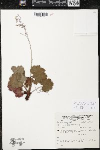 Heuchera mexicana image