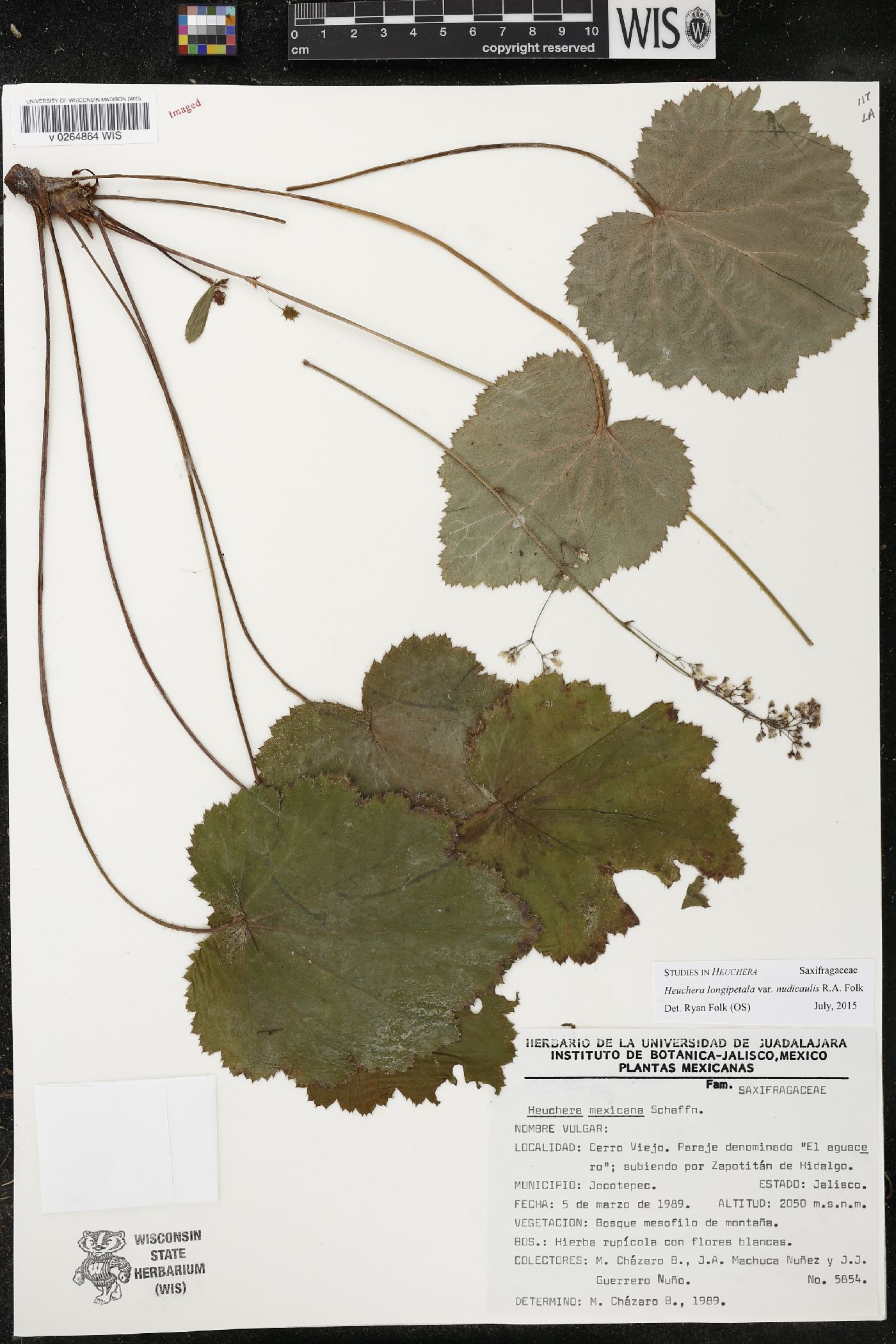 Heuchera longipetala image