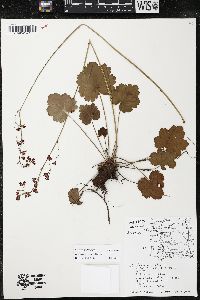 Heuchera sanguinea image