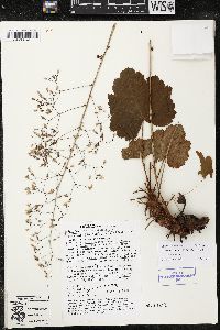 Heuchera mexicana image