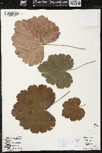 Heuchera mexicana image