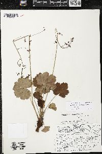 Heuchera mexicana image