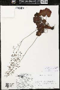 Heuchera mexicana image