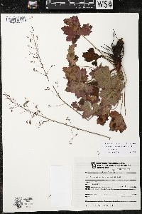 Heuchera mexicana image