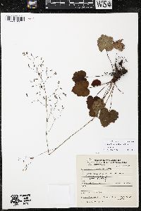 Heuchera longipetala image