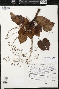 Heuchera longipetala image