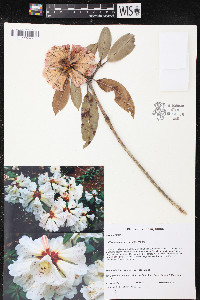 Rhododendron irroratum image
