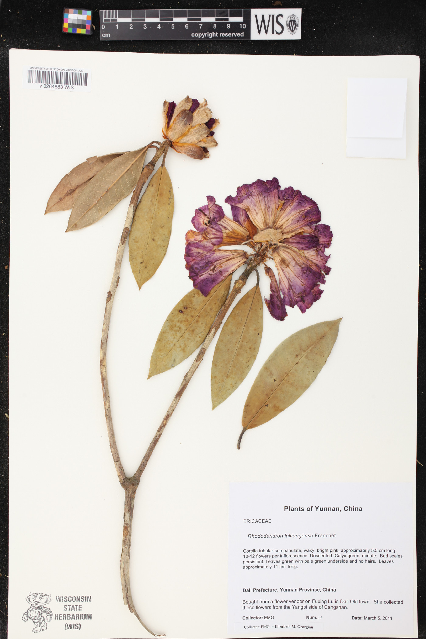 Rhododendron lukiangense image