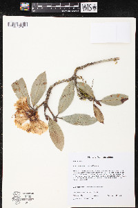 Rhododendron irroratum image