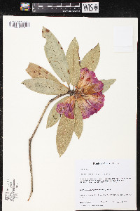 Rhododendron lukiangense image