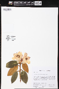 Rhododendron edgeworthii image