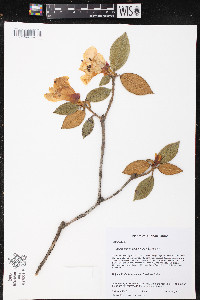 Media resource of Rhododendron edgeworthii