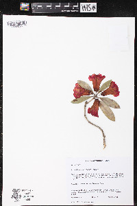 Rhododendron neriiflorum image