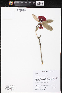 Rhododendron neriiflorum image