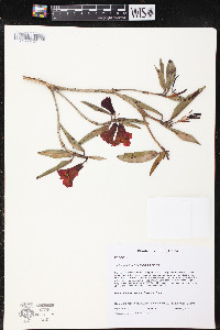 Rhododendron neriiflorum image