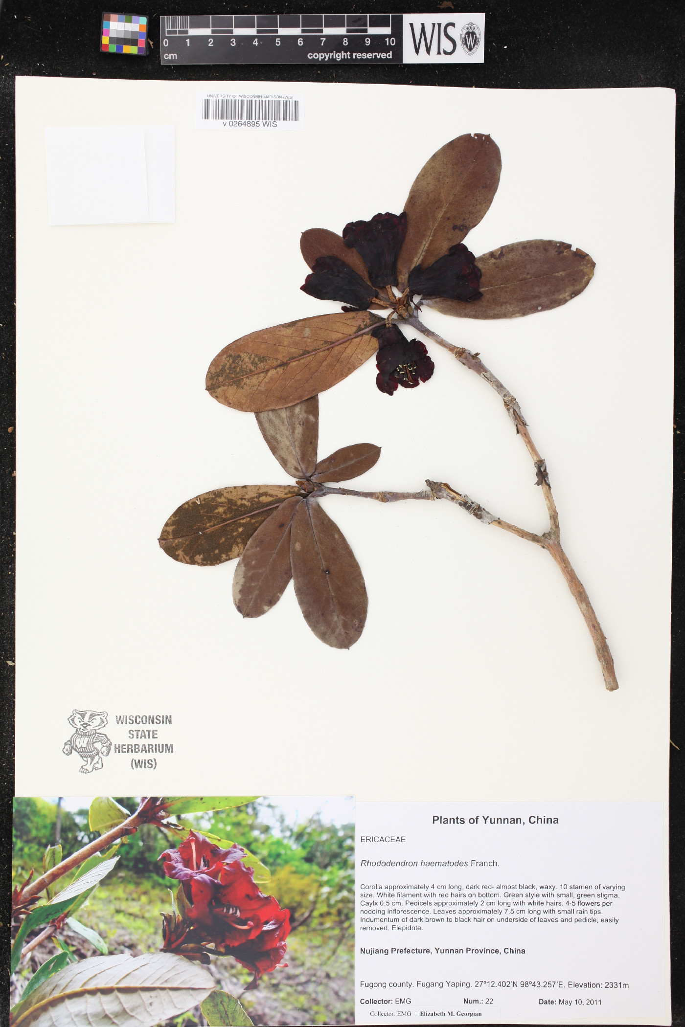 Rhododendron haematodes image