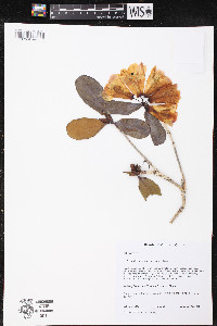 Rhododendron stewartianum image