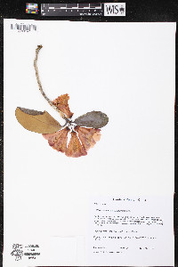 Rhododendron stewartianum image