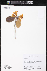 Rhododendron stewartianum image