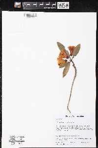 Rhododendron neriiflorum image