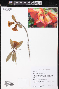 Rhododendron dichroanthum image