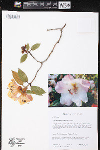Rhododendron edgeworthii image