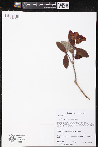 Rhododendron dichroanthum image