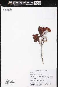 Rhododendron dichroanthum image