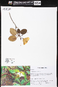 Rhododendron campylocarpum image