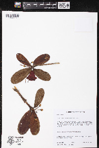 Rhododendron haematodes image