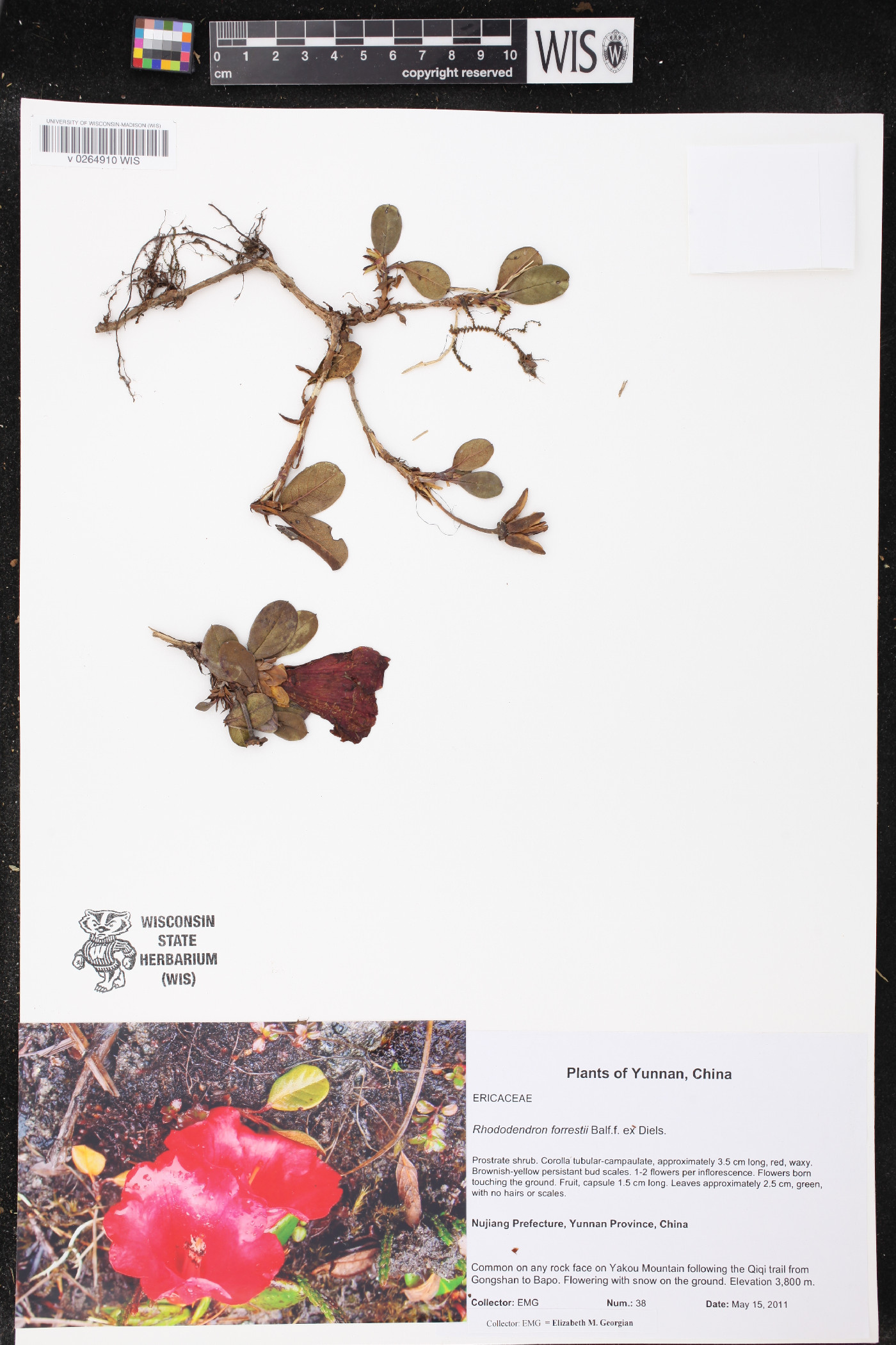 Rhododendron forrestii image