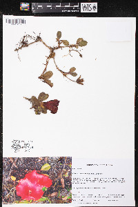 Media resource of Rhododendron forrestii