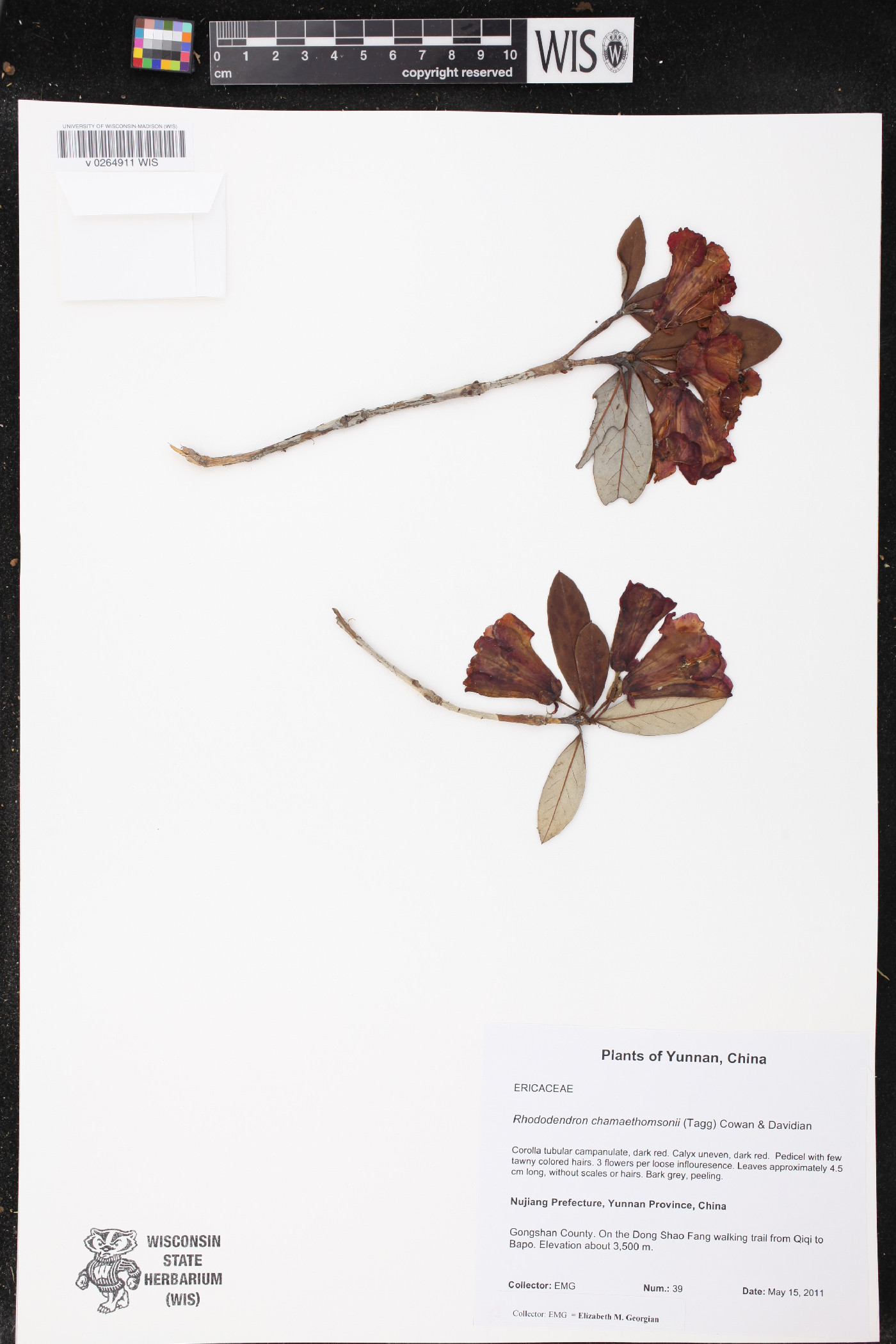 Rhododendron chamaethomsonii image