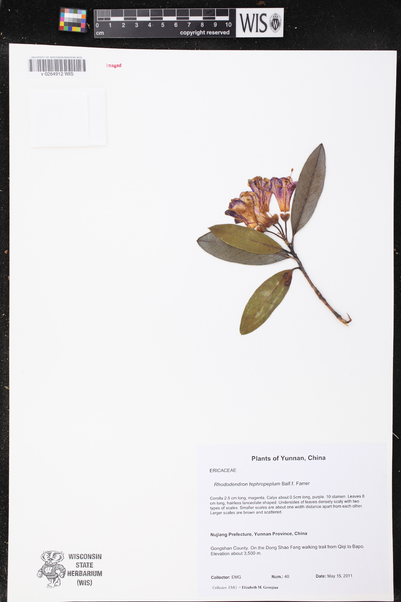 Rhododendron tephropeplum image
