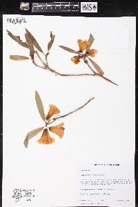 Rhododendron neriiflorum image