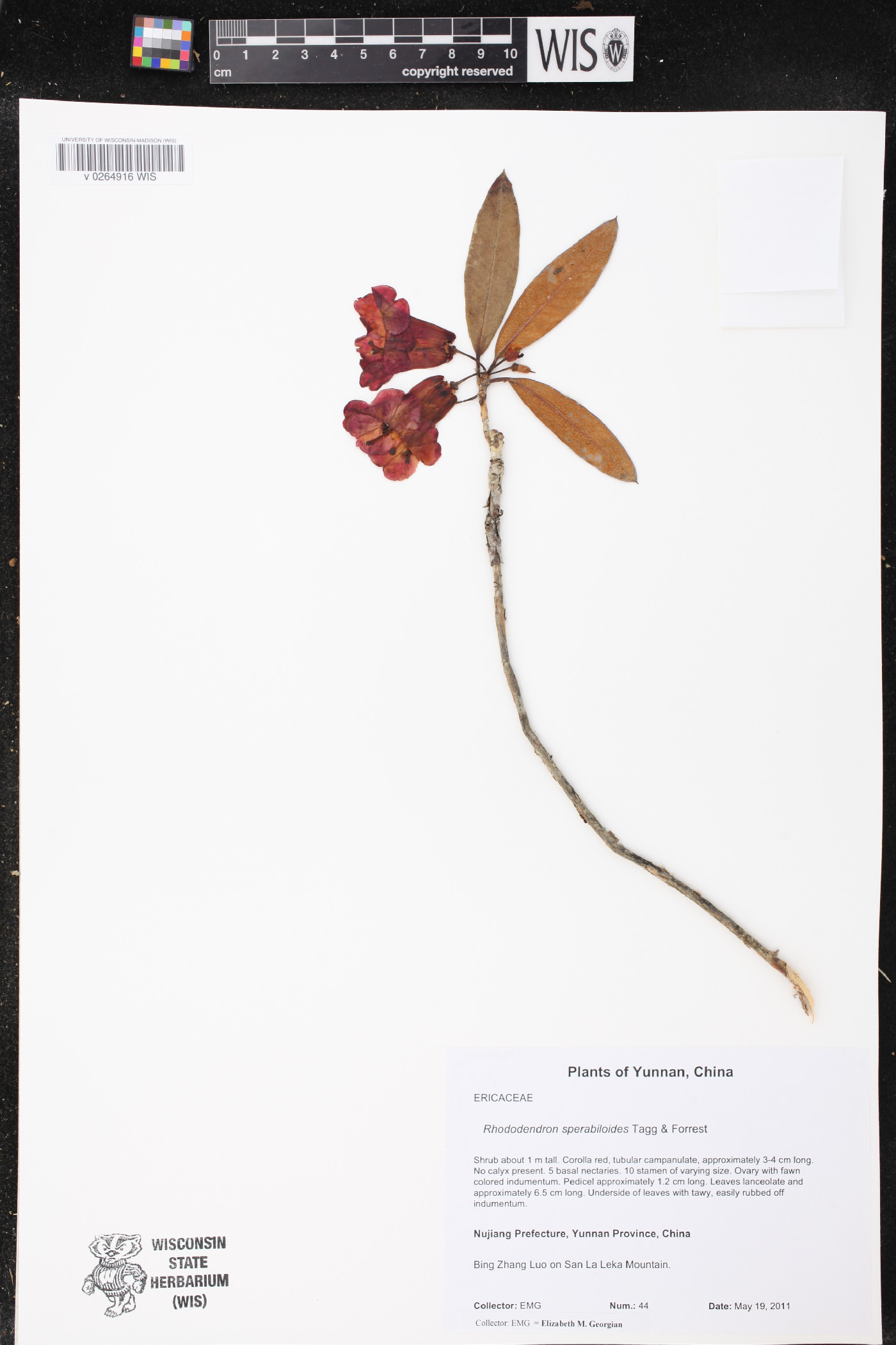 Rhododendron sperabiloides image