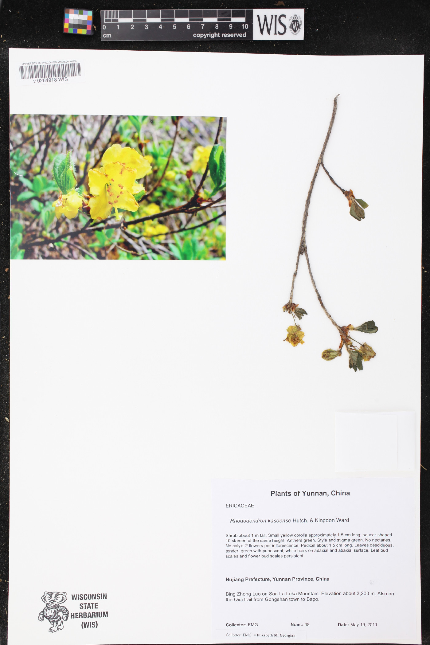 Rhododendron kasoense image