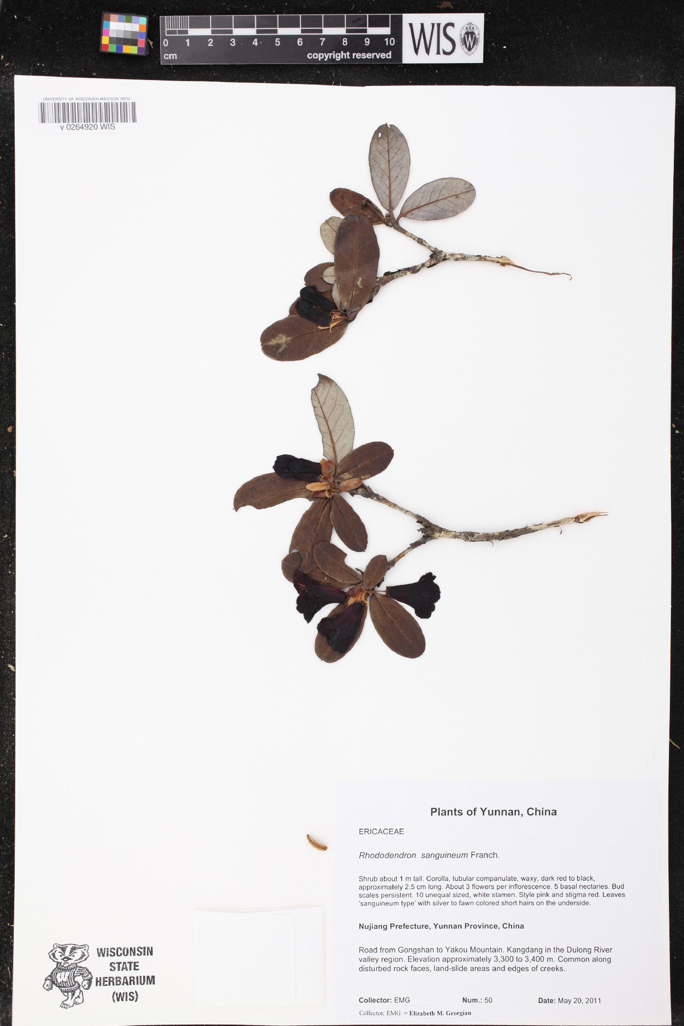 Rhododendron sanguineum image