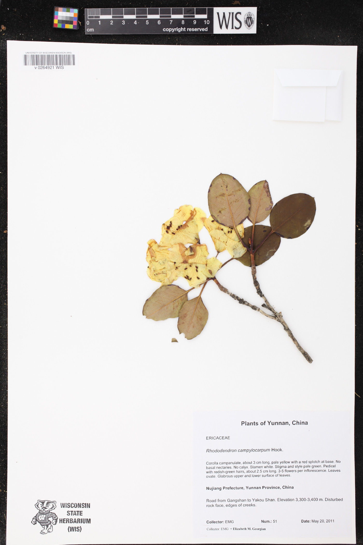 Rhododendron campylocarpum image