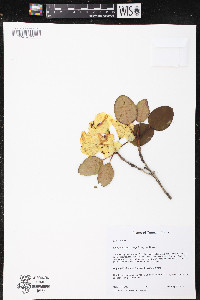 Rhododendron campylocarpum image