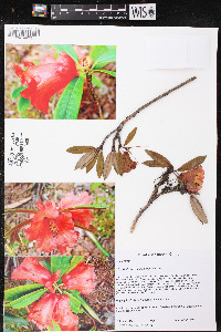 Media resource of Rhododendron floccigerum