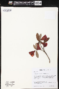 Media resource of Rhododendron citriniflorum
