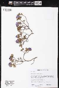 Media resource of Rhododendron fastigiatum