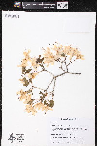 Rhododendron yunnanense image