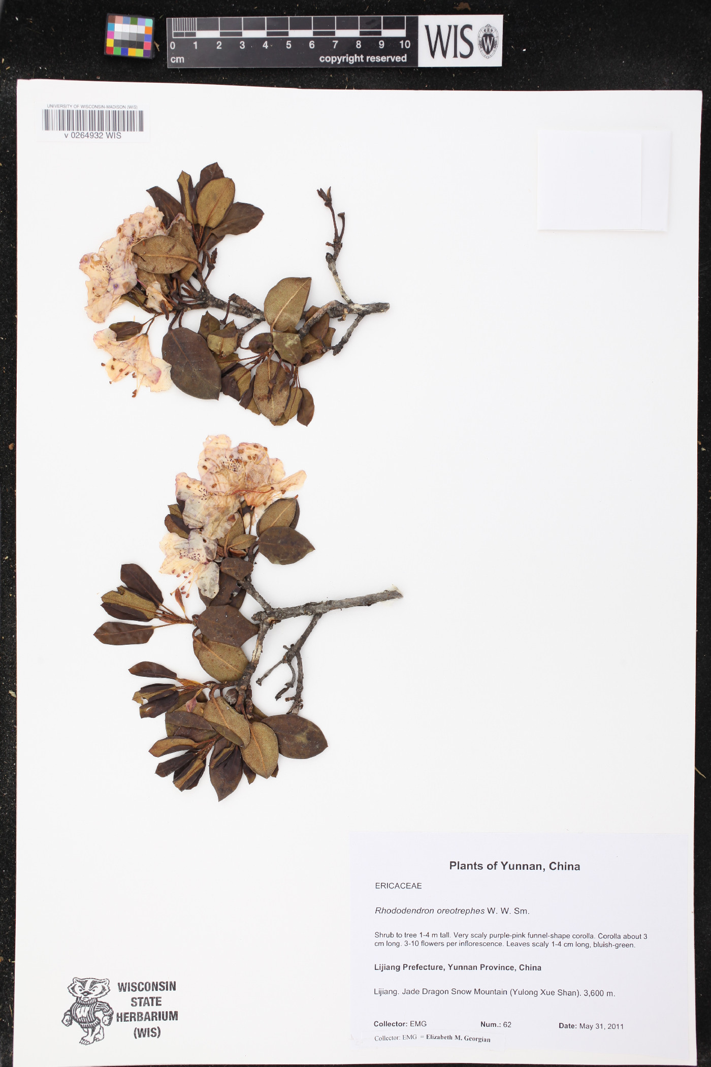 Rhododendron oreotrephes image