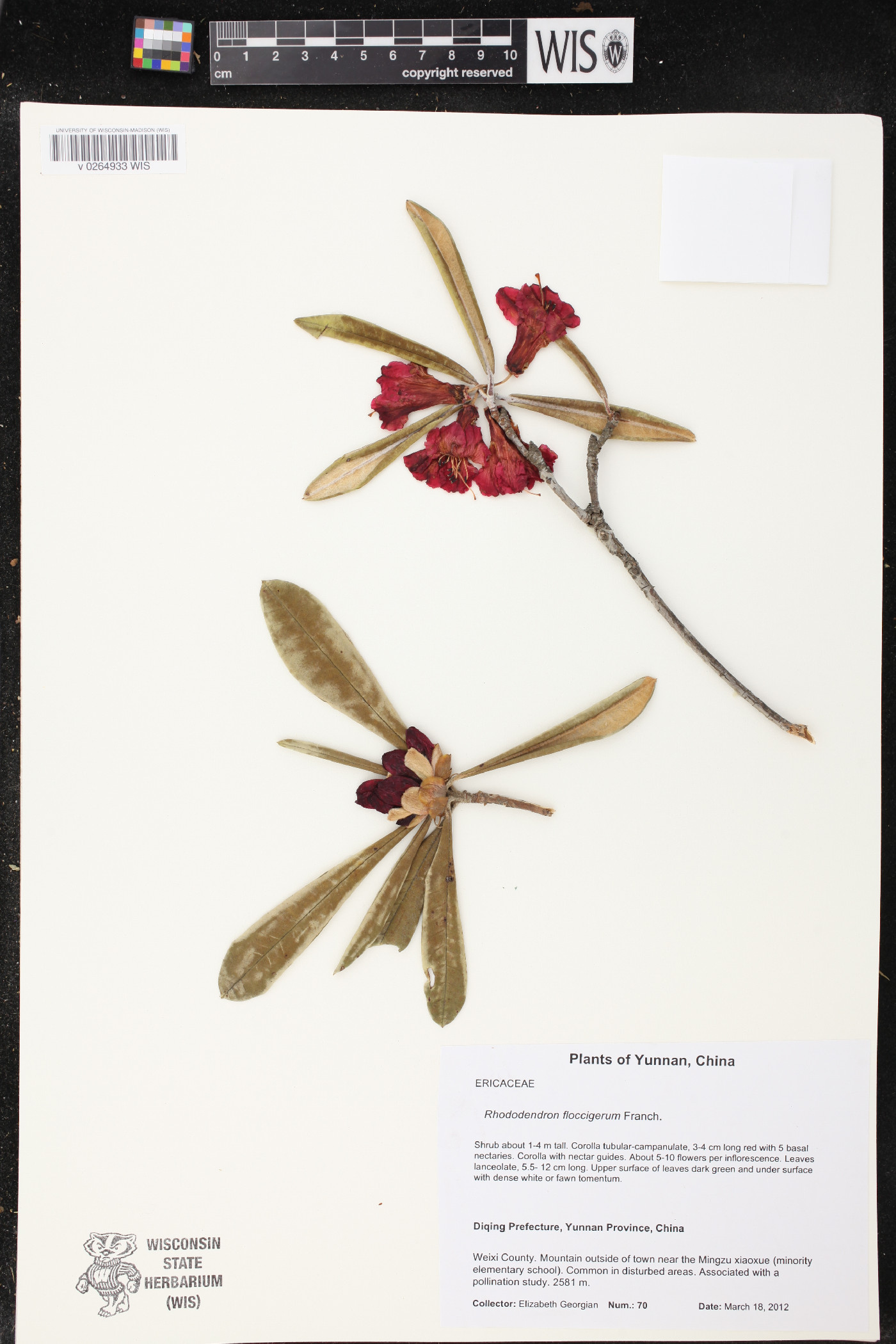 Rhododendron floccigerum image