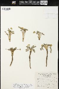 Tauschia nudicaulis image