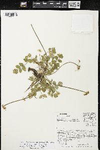 Tauschia nudicaulis image
